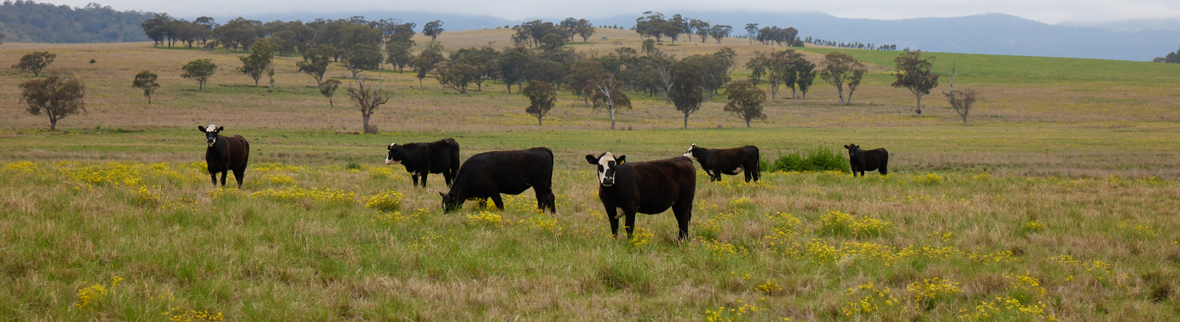 Reducing agricultural emissions | McDonald's Australia